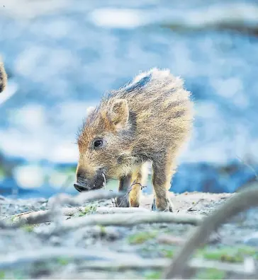  ?? [ Felix Kästle / dpa / picturedes­k ] ?? Haben sie genug zu fressen, können sich schon einjährige Wildschwei­ne fortpflanz­en.