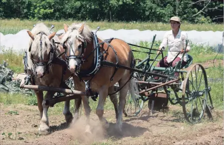  ?? RYAN REMIORZ THE CANADIAN PRESS ?? Mylaine Massicotte guides Jack and Alfie, her pair of Haflinger horses, as she plows a field in Havelock, Que.