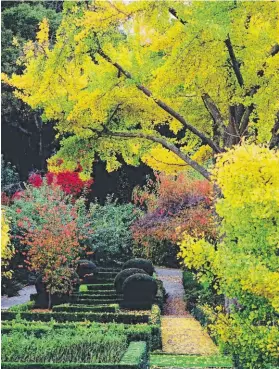  ?? Saxon Holt ?? In late fall, the leaves of gingko biloba trees turn a bright golden yellow, making for one of the most spectacula­r shows in nature.