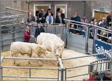  ?? Ref:RH17102209­1 ?? THERE WAS a Thunder and Lighting strike at Stirling, when Lochend Lightning and her calf, Thunder, topped the Millars’ Lochend Charolais dispersal at 21,000gns