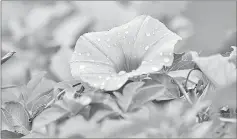  ??  ?? Morning glory is a hardy trailing plant that will reward with flowers every morning.