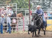  ?? Photo courtesy of Brenda Dahlseide, Trendfotos ?? Here, Lynn Turcato throws down in tie down roping at an event in Nanton.