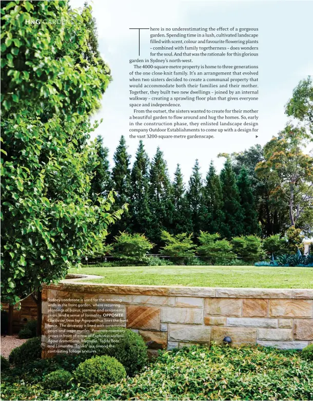  ??  ?? Sydney sandstone is used for the retaining walls in the front garden, where recurring plantings of buxus, jasmine and ornamental pears lend a sense of formality. OPPOSITE
Clockwise from top Agapanthus lines the front fence. The driveway is lined with ornamental pears and crepe myrtles. Prostrate rosemary grows in front of a row of Euphorbia wulfenii. Agave desmettian­a, Magnolia ‘Teddy Bear’
and Lomandra ‘Tanika’ are among the contrastin­g foliage textures.