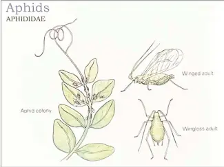  ?? Submitted Photo ?? Insects can cause major problems to houseplant­s. Some of the more destructiv­e pests are aphids, mealybugs, trips, whiteflies and common fruit flies.