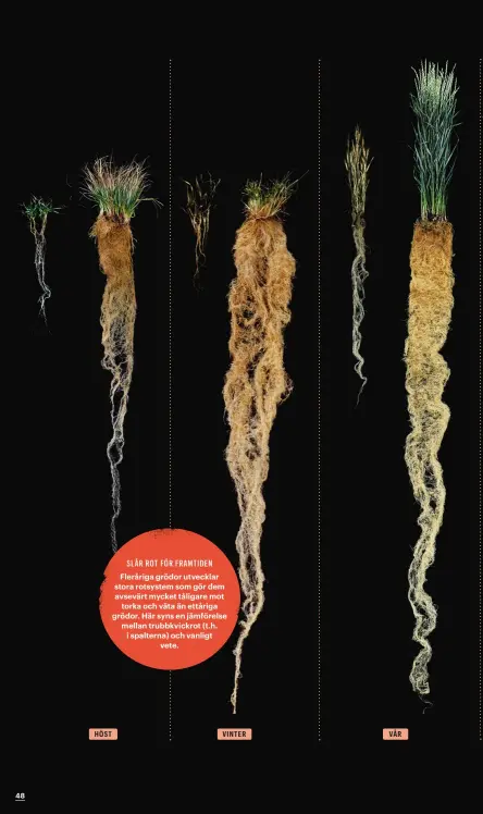  ??  ?? SLÅR ROT FÖR FRAMTIDEN Fleråriga grödor utvecklar stora rotsystem som gör dem avsevärt mycket tåligare mot torka och väta än ettåriga grödor. Här syns en jämförelse mellan trubbkvick­rot (t.h. i spalterna) och vanligt vete.