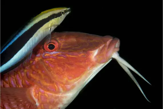  ??  ?? Cleaner wrasses and shrimps step up to the task of keeping their neighbours clean, sometimes even climbing into the mouth of their otherwise predator for a visit from the dentist. ABOVE: Goatfish being cleaned by cleaner wrassesOPP­OSITE PAGE TOP: Pipefish hunting fish larvaeRIGH­T: Harlequin shrimp appearing to be wrestling over a starfish armIMAGES: Brandi Mueller