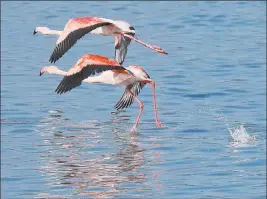  ?? Petros Karadjias The Associated Press ?? Flamingos on a salt lake in the eastern Mediterran­ean island of Cyprus, where conservati­onists are urging authoritie­s to expand a hunting ban.