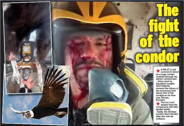 The fight of the condor - PressReader
