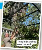  ?? ?? Tying in branches over the arch