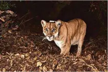  ?? Provided by UC Davis/HNP 2022 ?? P-22, a mountain lion frequently sighted in Los Angeles, died late last year following injuries from being hit by a car.