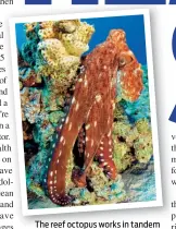  ??  ?? The reef octopus works in tandem with coral trout to seek out prey