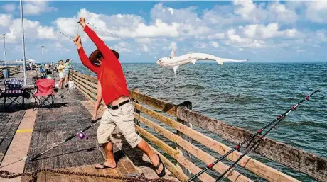  ?? Mark Mulligan/Staff photograph­er ?? A man pulls a shark onto the pier at Jimmy’s on the Pier in Galveston. Fishing Booker, an online booking company that helps find fishing destinatio­ns, recently ranked Galveston as the second-best fishing destinatio­n in the United States for 2023.