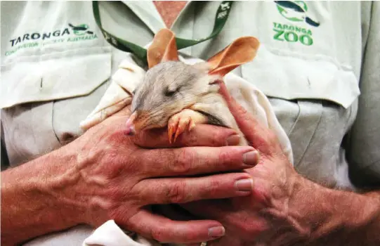  ??  ?? As part of the Wild Deserts project, bilbies will be released into a 110ha fenced site at Taronga Western Plains Zoo near Dubbo. This sanctuary will provide a safe and healthy habitat where the animals will be able to breed. Their offspring will later...