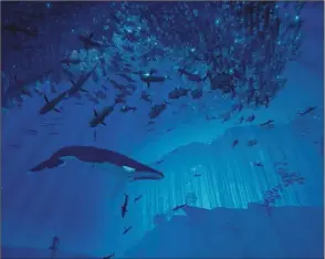  ??  ?? In Abzu the subtle shifts in musical tone which form an overall symphony of audible excellence, the breathtaki­ng visuals and the magnificen­t sense of life imparted by this game make it absolutely worth a purchase.