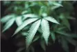  ?? Richard Vogel / Associated Press ?? Connecticu­t medical pot patients can start growing at home Oct. 1.
