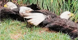  ?? Tomball Police Department ?? Two eagles at a Tomball residence became entangled in each other’s talons while fighting over food. The birds eventually unclenched their talons from each other and flew away.