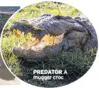  ??  ?? PREDATOR A mugger croc