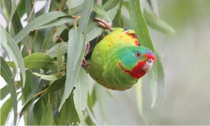  ??  ?? Swift parrot numbers have declined significan­tly in the past four years and it is estimated only 1,000 breeding pairs remain. Photograph: Chris Tzaros