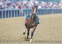  ?? PATRICK SEMANSKY/ASSOCIATED PRESS ?? Bodexpress runs in the 144th Preakness Stakes on Saturday without jockey John Velazquez, who fell off, at Pimlico race course in Baltimore. War of Will, ridden by Tyler Gaffalione won.