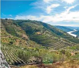  ??  ?? Terraced vineyards in Douro Valley in northern Portugal.