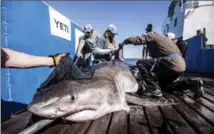  ?? ROBERT SNOW, OCEARCH, THE CANADIAN PRESS ?? A shark known as Hilton was tagged by the research group Ocearch in March in South Carolina.