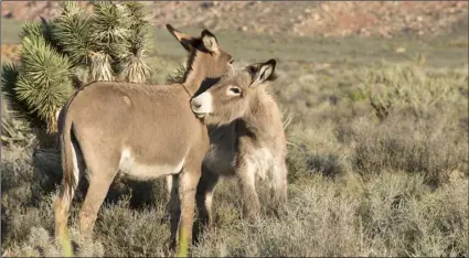  ??  ?? Wild burros traveling too closely to roadways have caused several car accidents the Imperial Wildlife Refuge in Yuma, with some motorists striking the animals. ADOBE STOCK PHOTO