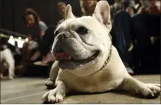  ?? TINA FINEBERG — THE ASSOCIATED PRESS FILE ?? Lola, a French bulldog.