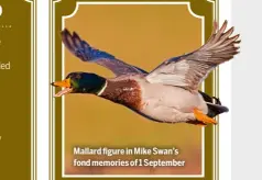  ?? ?? Mallard figure in Mike Swan’s fond memories of 1 September