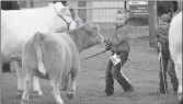  ?? ?? Cooper Smyth from Swift Current moves his animal into position during the peewee showmanshi­p judging.