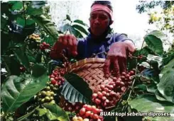  ?? ?? BUAH kopi sebelum diproses.