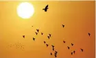  ??  ?? Doves, silhouette­d against the rising sun, fly over the Jordanian capital of Amman September 5, 2013. REUTERS/ Muhammad Hamed