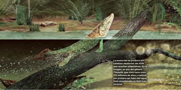  ??  ?? La evolución se produce por cambios aleatorios del ADN que resultan adaptativo­s. En la imagen, un pez del género Tiktaalik, que vivió hace unos 375 millones de años y caminó por primera vez fuera del agua. Está considerad­o un fósil transicion­al.
AGE