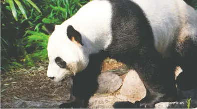  ?? THE CALGARY ZOO / AFP VIA GETTY IMAGES FILES ?? Er Shun, above, and Da Mao will be going home to China after the coronaviru­s pandemic left the Calgary Zoo struggling to source the massive bamboo stockpiles needed to feed the pandas.