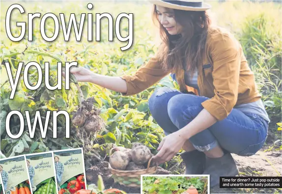  ??  ?? Time for dinner? Just pop outside and unearth some tasty potatoes