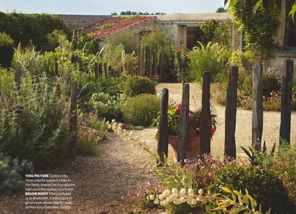  ??  ?? THIS PICTURE Slate posts, once used to support vines in the fields, now act as a sculptural feature in the walled courtyard.
BELOW RIGHT The courtyard is so sheltered, it is possible to grow more tender plants, such as Aeonium ‘Zwartkop’ in pots.