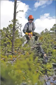  ?? COURTESY PHOTO ?? Mark Schuetz of Watershed Dynamics fells small trees south of San Cristóbal as part of a Forest Service thinning project.