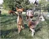  ?? BILL LACKEY/ STAFF ?? Holdfast Alpaca Farms will be participat­ing in National Alpaca Farm Days this weekend and welcome visitors to meet and learn about their alpaca.