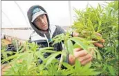  ?? JOSH EDELSON/GETTY-AFP ?? Justin Calvino prunes some of his growing marijuana crops at one of his properties in Mendocino County, Calif.