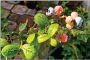  ?? DEAN FOSDICK VIA AP ?? Blueberrie­s growing in a container on a property near Langley, Wash., illustrate­s that gardeners operate on a much smaller scale than farmers yet can make some major sustainabi­lity impacts by growing their own food and planting things that don’t need as much fertilizer or pesticides, minimizing risks to the environmen­t.