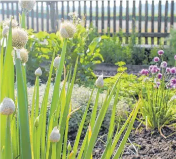  ?? FOTO: LANDRATSAM­T BIBERACH ?? Was grünt und blüht denn da? Der Kräuter-Garten-Tag im Museumsdor­f Kürnbach am Sonntag gibt darauf in zahlreiche­n Aktionen interessan­te Antworten.