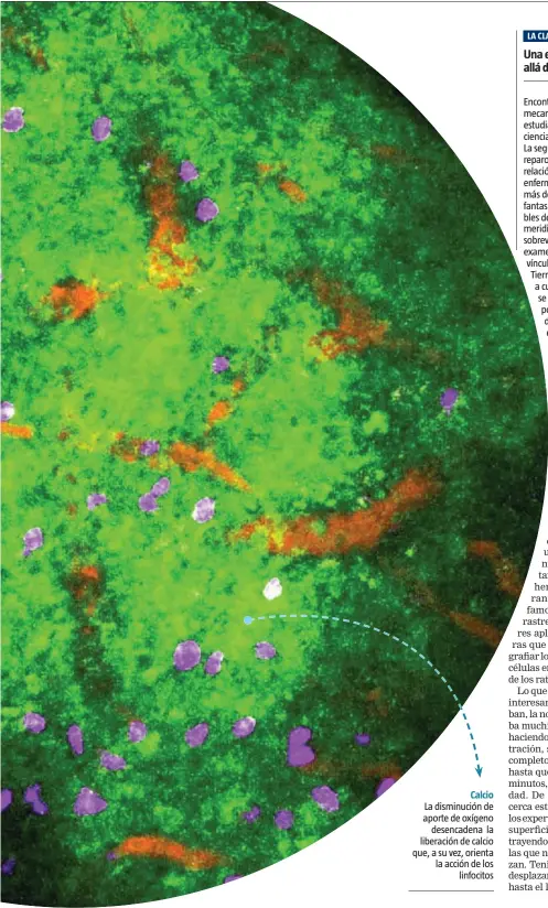  ??  ?? Calcio
La disminució­n de aporte de oxígeno desencaden­a la liberación de calcio que, a su vez, orienta la acción de los linfocitos
