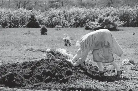  ?? [SETH WENIG/ASSOCIATED PRESS FILE PHOTO] ?? In this May 2, 2020, photo, Erika Bermudez becomes emotional as she leans over the grave of her mother, Eudiana Smith, at Bayview Cemetery in Jersey City, N.J. Bermudez was not allowed to approach the gravesite until cemetery workers had buried her mother, who died of COVID-19. Other members of the family and friends stayed in their cars.