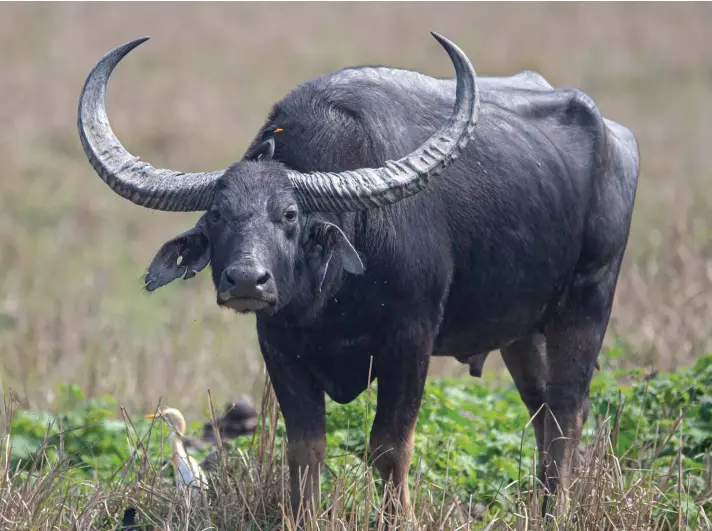  ??  ?? An Asiatic water buffalo grazes in Pobitora wildlife sanctuary on the outskirts of Gauhati, India, yesterday. Photo: AP