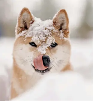  ??  ?? Frisbee, che passione!
L’immagine in alto nell’altra pagina che ritrae un cane prendere al volo un frisbee è dell’illustrato­re
Paolo Maccioni.