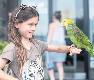  ?? JUSTIN GREAVES PHOTOS/METROLAND ?? Antonia Belittchen­ko, 6, holds a parrot on her arm outside the Second Cup near Bayview Ave. and York Mills Rd. A regular customer drops by with her five parrots a couple times a week.