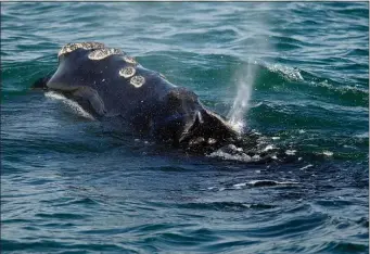  ?? MICHAEL DWYER, FILE — THE ASSOCIATED PRESS ?? A North Atlantic right whale feeds on the surface of Cape Cod bay off the coast of Plymouth, Mass., March 28, 2018.