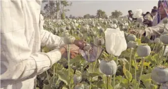  ?? HBO MAX/TNS ?? In “The Crime of the Century,” pharmaceut­ical giant Johnson & Johnson is described as “the kingpin of the opioid crisis” for its efforts to change opium. According to the documentar­y, J&J encouraged farmers to geneticall­y modify the plant to create “super” poppies. Luxury prizes and vacations were offered to farmers that produced the most potent crop.