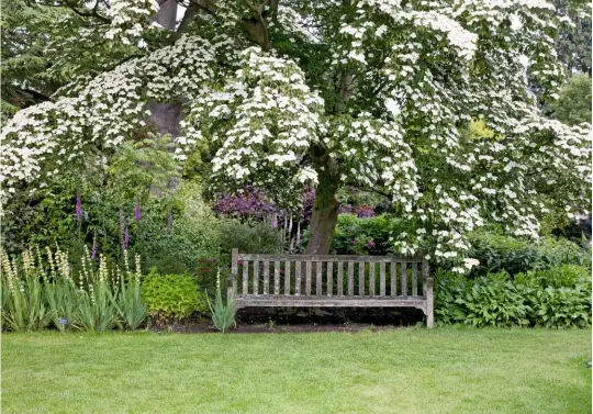  ??  ?? When planting dogwood, attention must be given to the space around it, so as to accommodat­e its spread.