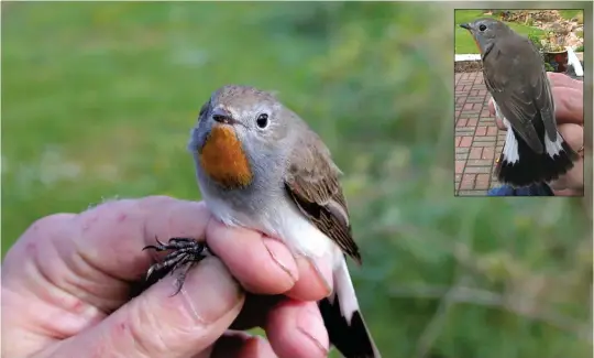  ?? ?? FIFTEEN: Taiga Flycatcher (Flamboroug­h Head, East Yorkshire, 26 April 2003). This Taiga Flycatcher was Britain’s first. Note the ‘cold’ hues in the upperparts and very white-looking underparts. Most striking, however, is the sharply defined orange throat patch encircled by a solid band of ash-grey at the throat-sides and upper breast. The pale tips to the greater coverts identify this as a second-calendar-year bird; this is a further pointer to Taiga Flycatcher. Male Taigas acquire an orange throat in their second year, while male Red-breasted Flycatcher­s don’t do so until their third.