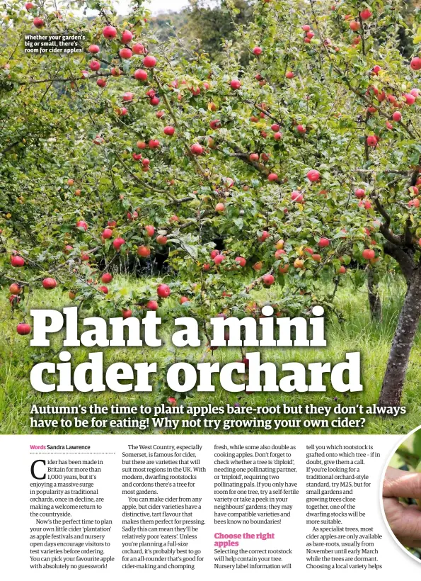  ??  ?? Whether your garden’s big or small, there’s room for cider apples!